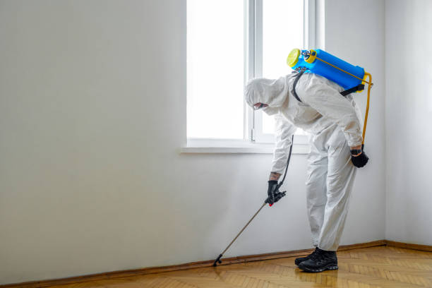 Best Flea Control Services  in Chula Vista, CA