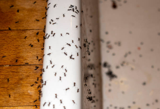 Best Mosquito Control Services  in Chula Vista, CA