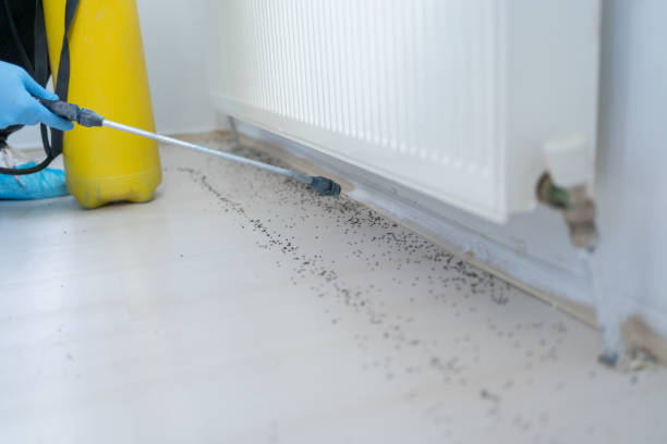 Best Mosquito Control Services  in Chula Vista, CA