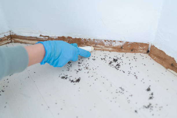 Best Commercial Pest Control Services  in Chula Vista, CA